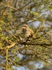 Lanius collaris collaris