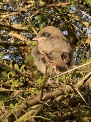 Lanius collaris collaris