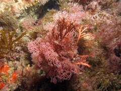 Sphaerococcus coronopifolius