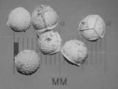 Isoetes occidentalis