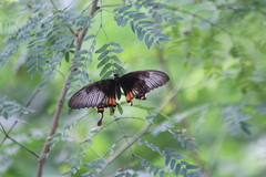 Papilio polytes