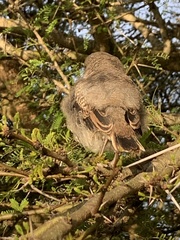 Lanius collaris collaris