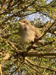 Lanius collaris collaris