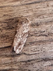 Agriophara confertella