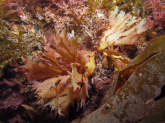 Metacallophyllis laciniata