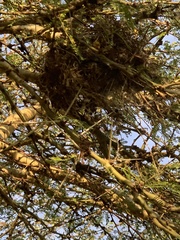 Lanius collaris collaris