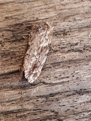 Agriophara confertella