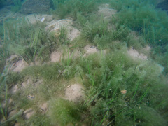 Isoetes occidentalis