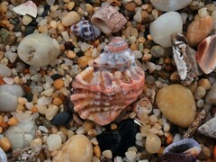 Turritriton labiosus