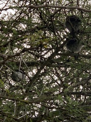 Lanius collaris collaris