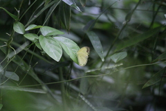 Eurema hecabe