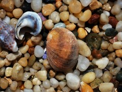 Nerita erythrostoma