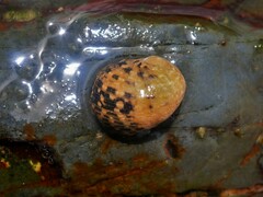 Nerita chamaeleon