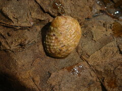 Nerita plicata