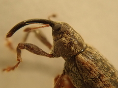 Dorytomus longimanus