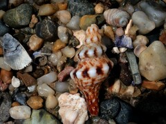 Marmorofusus nicobaricus