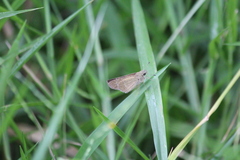 Borbo cinnara