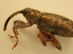 Dorytomus longimanus