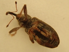 Dorytomus longimanus