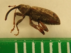 Dorytomus longimanus