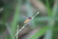 Episyrphus viridaureus