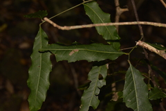 Alectryon subcinereus