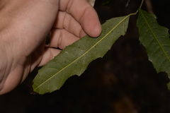 Alectryon subcinereus