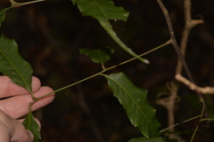 Alectryon subcinereus