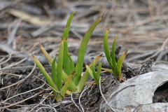 Philydrum lanuginosum