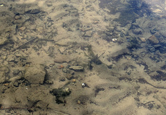 Isoetes occidentalis