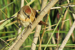 Phacellodomus striaticollis