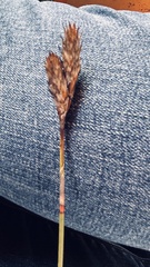 Thamnochortus insignis