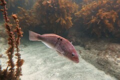 Notolabrus celidotus