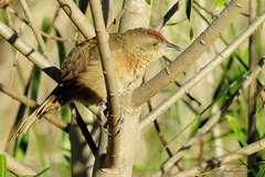 Phacellodomus striaticollis