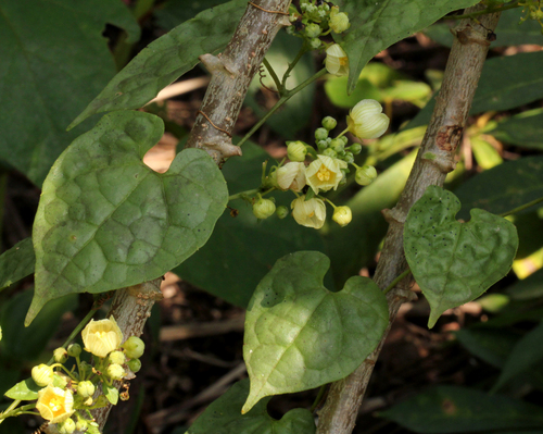 Momordica parvifolia