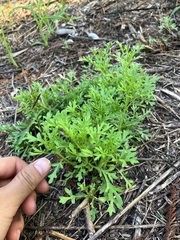 Artemisia capillaris