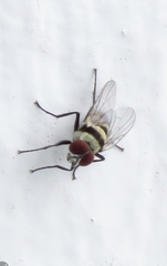Anthomyia