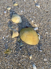 Ruditapes decussatus