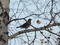 Turdus pilaris