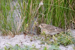 Calcarius ornatus
