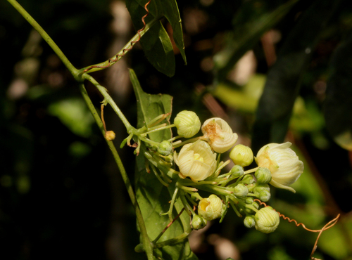 Momordica parvifolia image