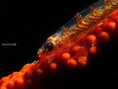Bryaninops