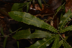 Macadamia tetraphylla