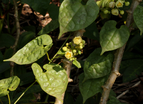 Momordica parvifolia image