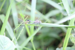 Diplacodes trivialis