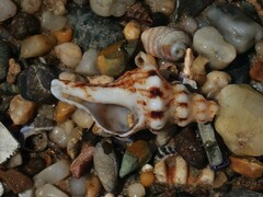 Marmorofusus nicobaricus