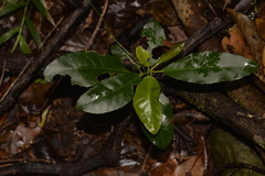 Croton verreauxii