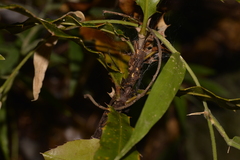 Macadamia tetraphylla