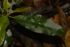 Croton verreauxii
