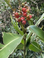 Alpinia